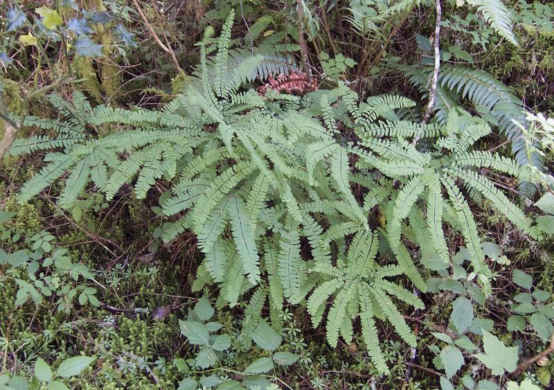 Keep Parts Of The Yard Slightly Wild And Moist