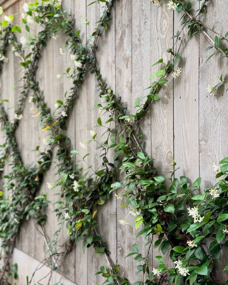 Skip Pruning Star Jasmine Before The Heat Builds