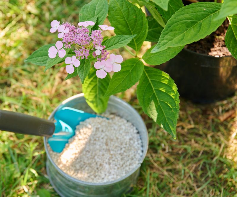 Feed Lightly To Support Healthy Bud Development