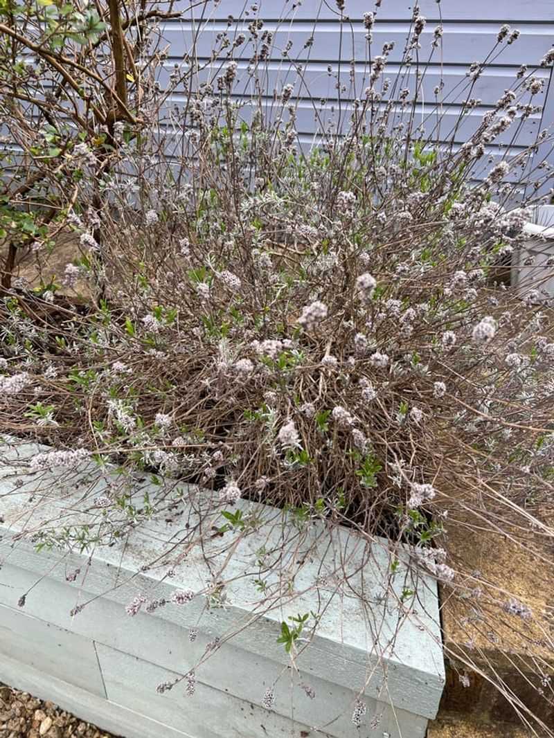 Remove Winter Damage And Weak Growth First