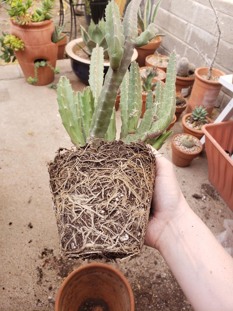 Leave Roots Undisturbed During Active Growth