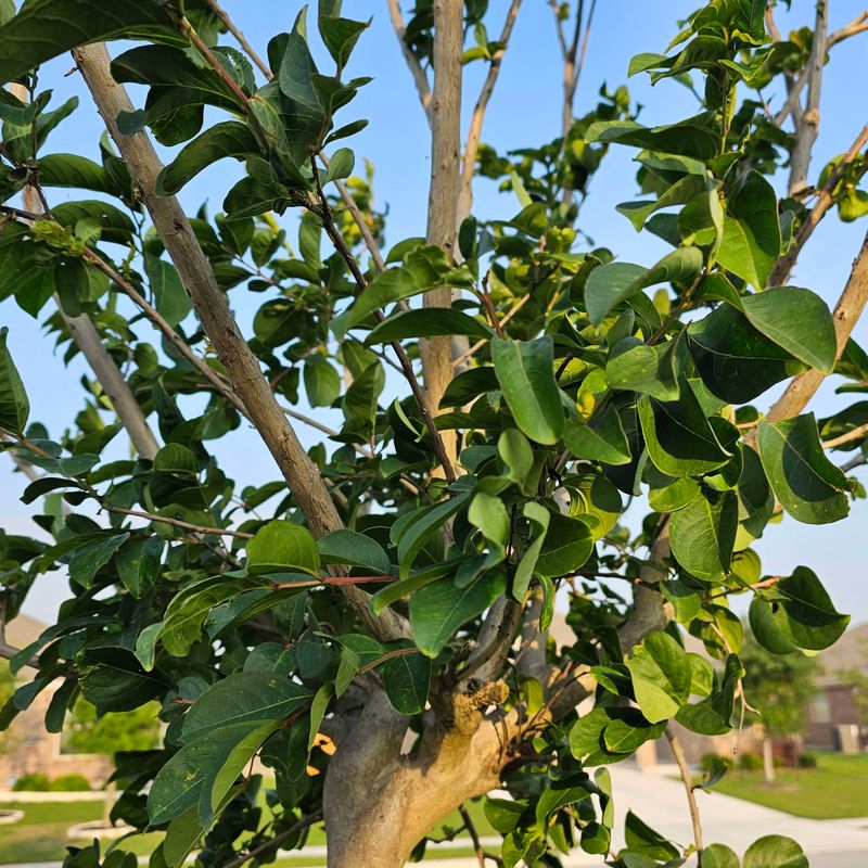 Use A Balanced Fertilizer To Support Healthy Spring Growth