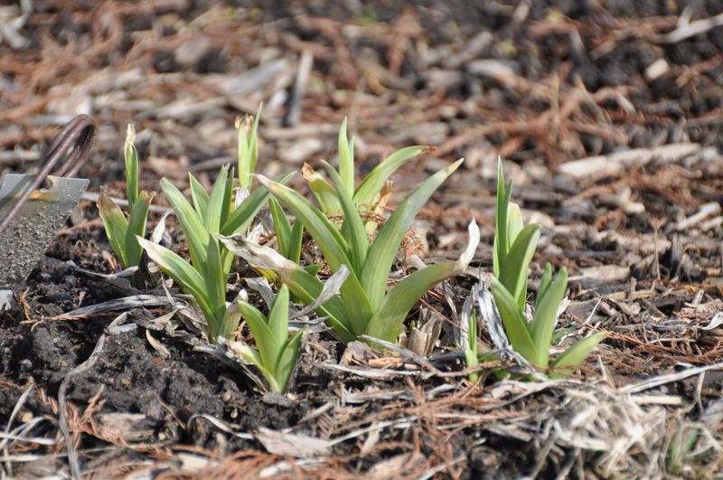 Monitor For New Growth Over The Next Week