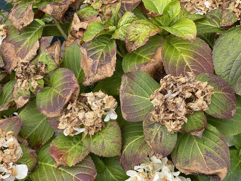 Don't Tuck Them Under Thirsty Tree Roots