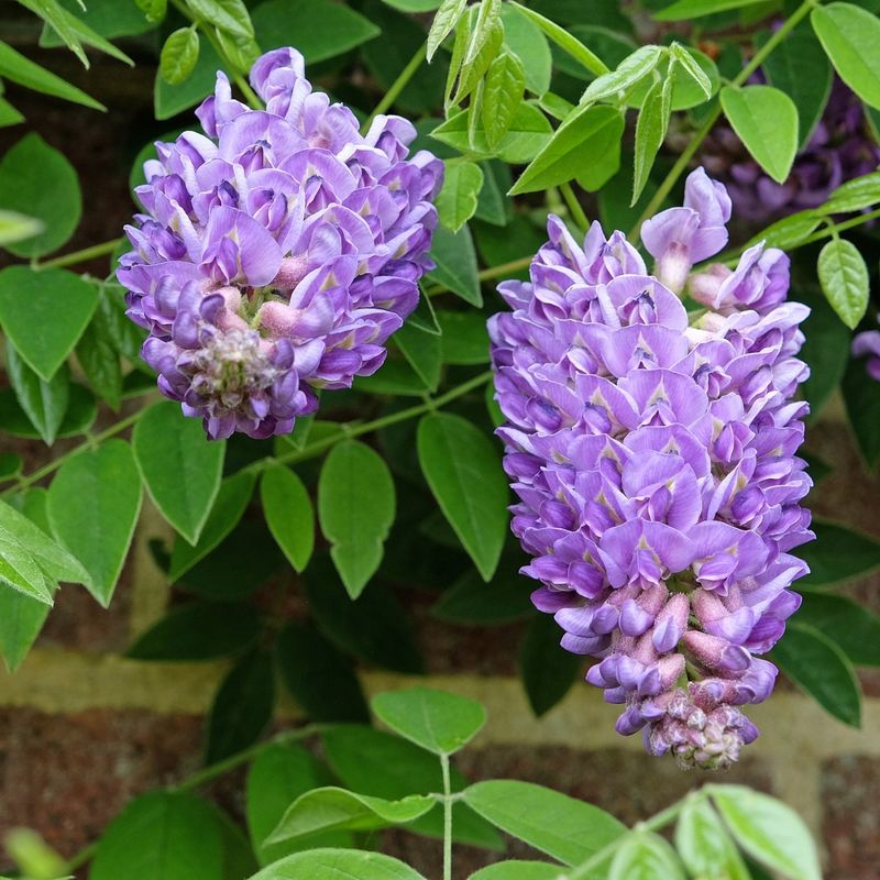 Watch For Pests And Trim Damaged Growth Early