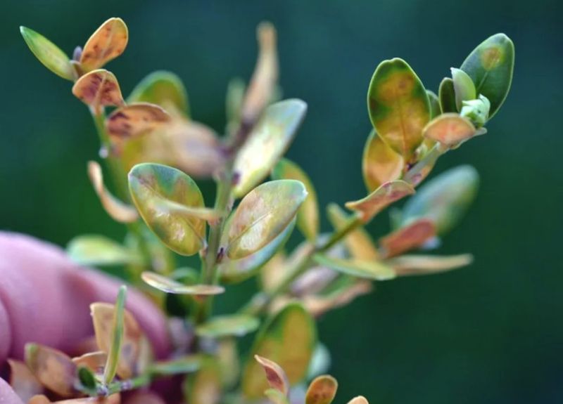 Watch For Signs Of Boxwood Blight In Cool, Damp Conditions