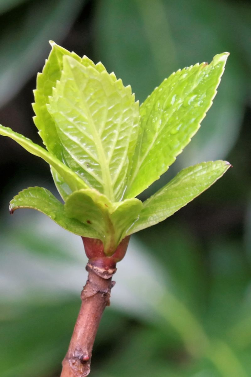 Remember That Most Bigleaf Types Bloom On Old Wood