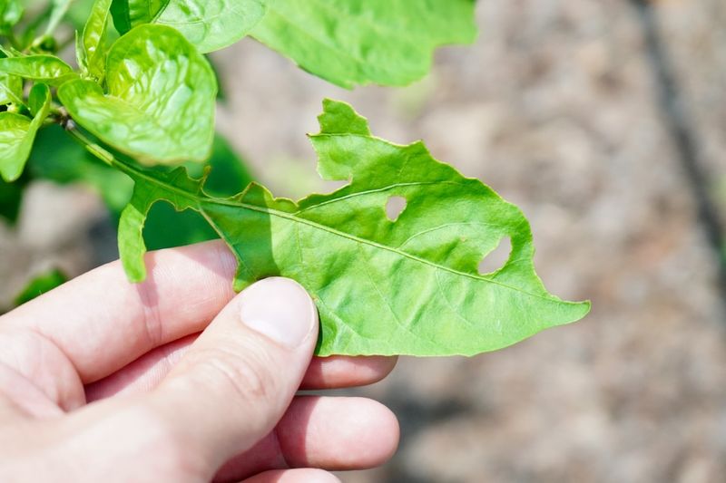 Remove Diseased Or Damaged Leaves Right Away