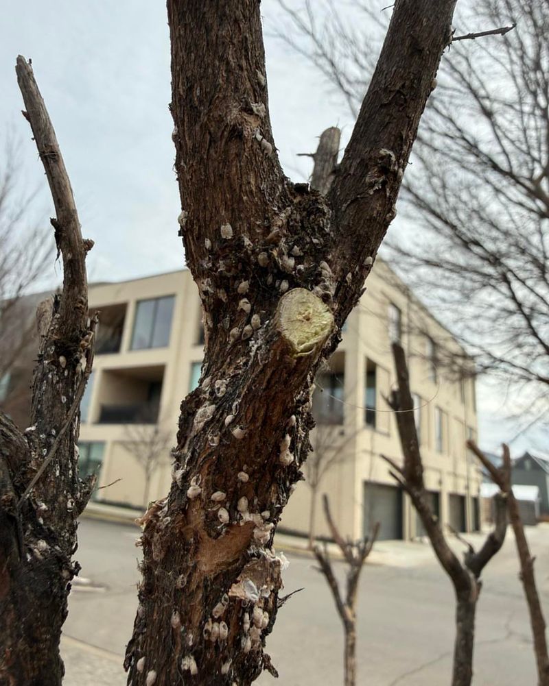 Check For Early Signs Of Aphids And Scale