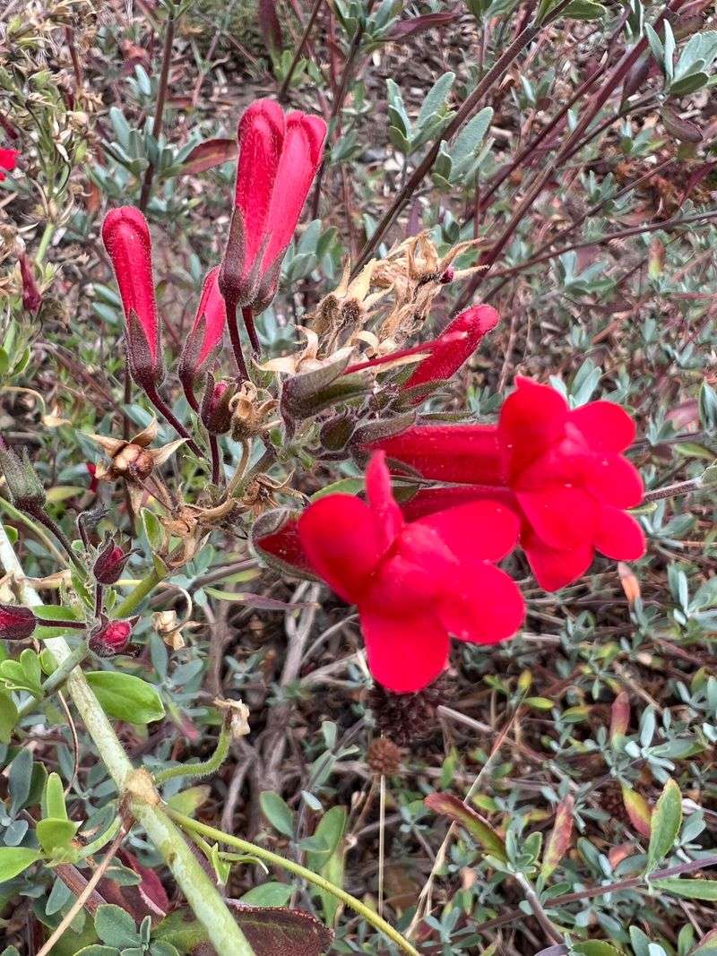 Pair Bare Ground With Flowers