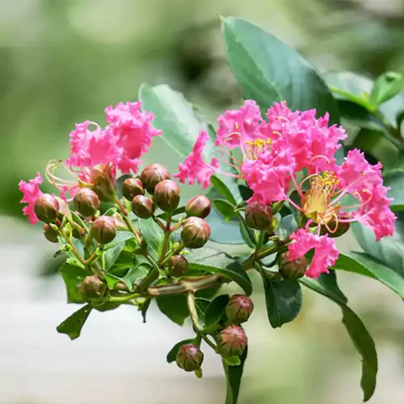 Let Flower Buds Develop Without Interruption