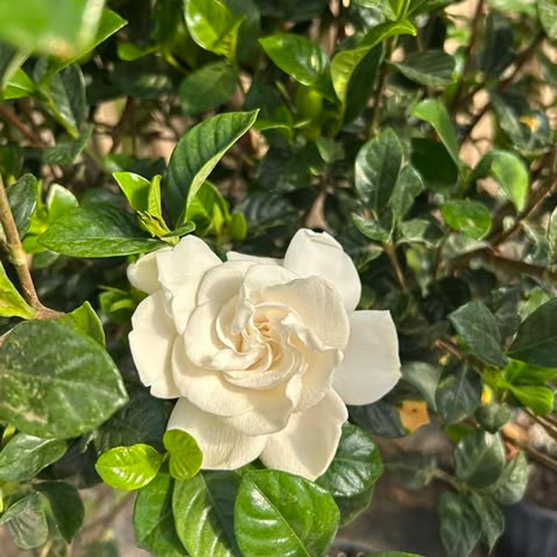 Leave Gardenias Until Flowers Finish