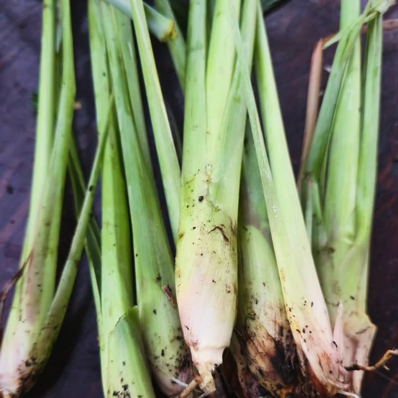 Harvest Regularly To Encourage New Growth