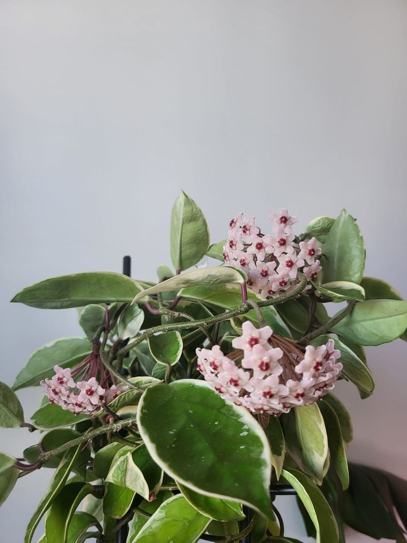 Patience Matters Since Hoyas Bloom On Mature Growth