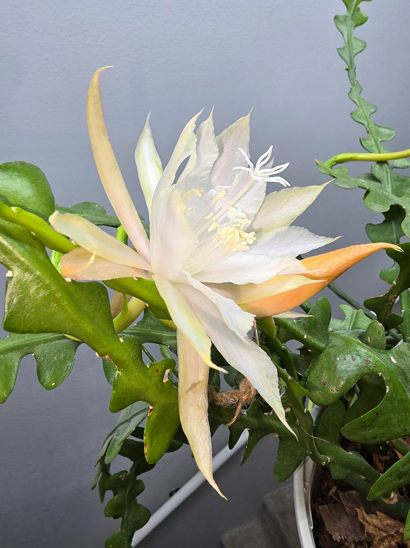 Consistent Care Helps Maintain Strong Bloom Cycles In Spring