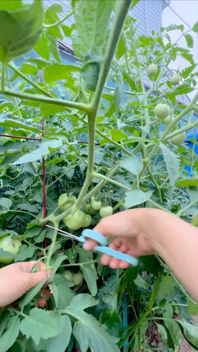 Prune Weekly For Best Results