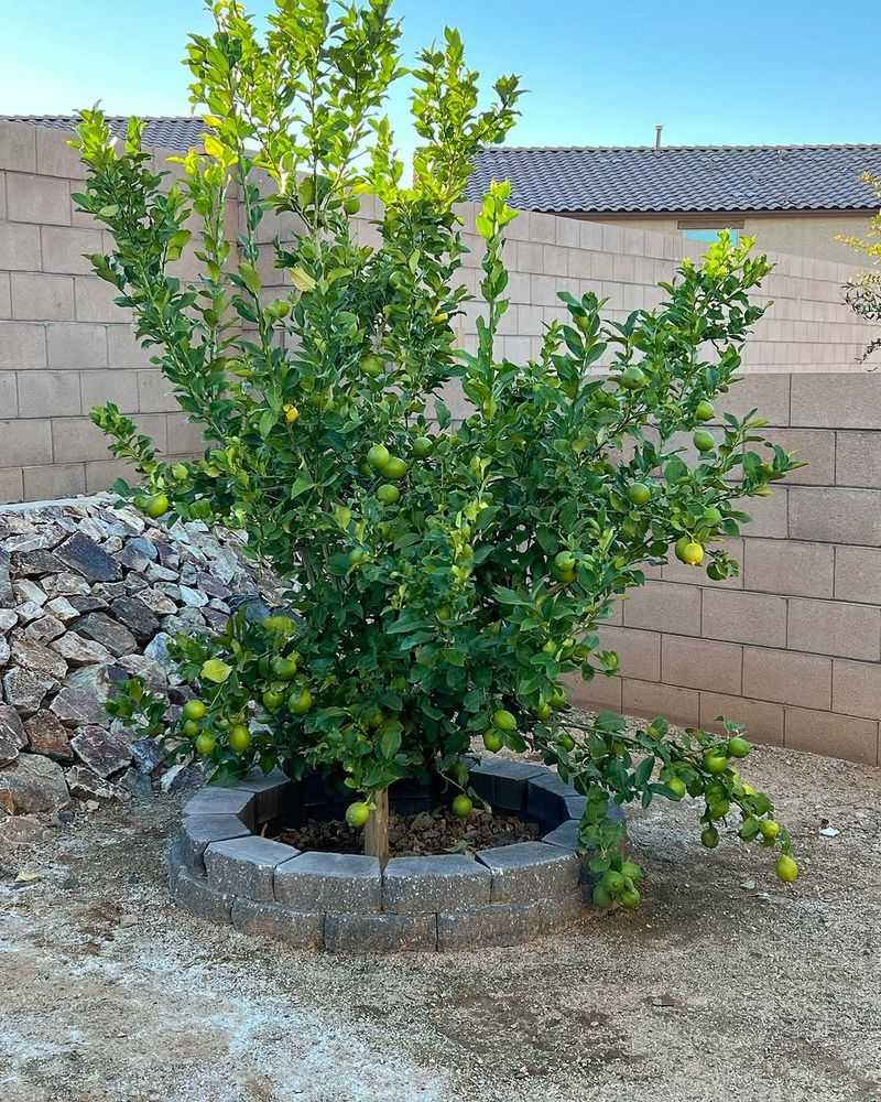 Protect Trees From Heat Stress With Proper Care