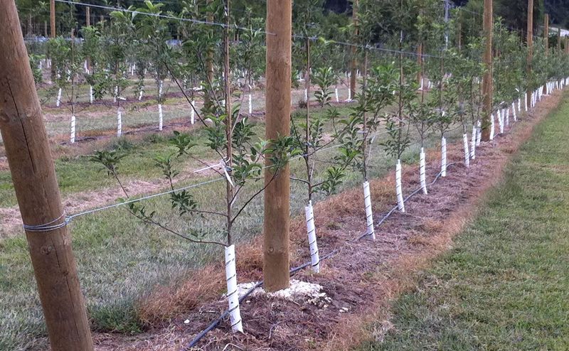 Do Not Fertilize Too Much Or Before Heavy Rain