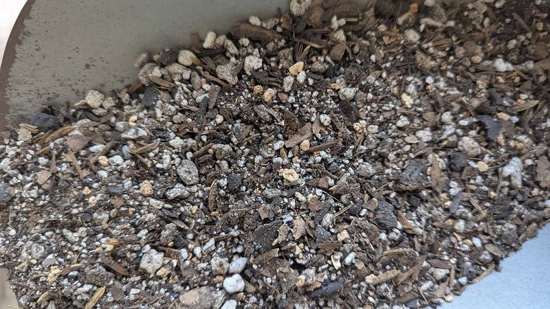 Use Fast-Draining Soil To Keep Roots Healthy And Dry