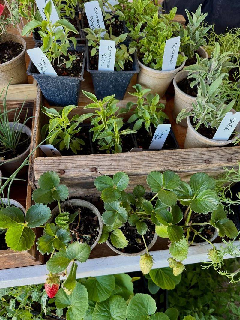 Look For Even, Balanced Growth