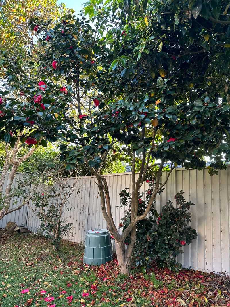 Avoid Cutting Back Camellias After Spring Ends