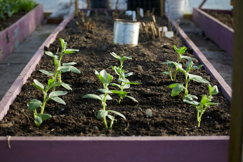 Plant Outdoors Only Once Seedlings Are Fully Hardened