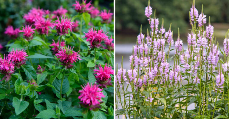 bee balm and obedient plant