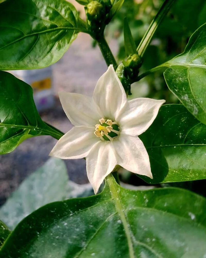 Help With Pollination