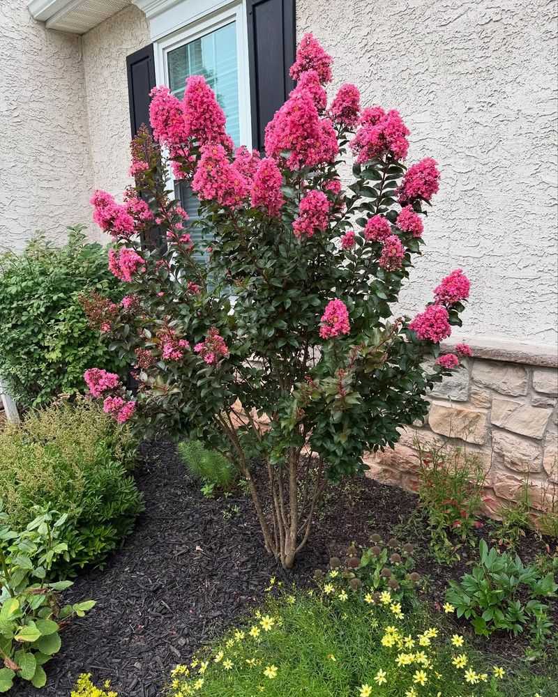 Refresh Mulch And Keep It Off The Trunk
