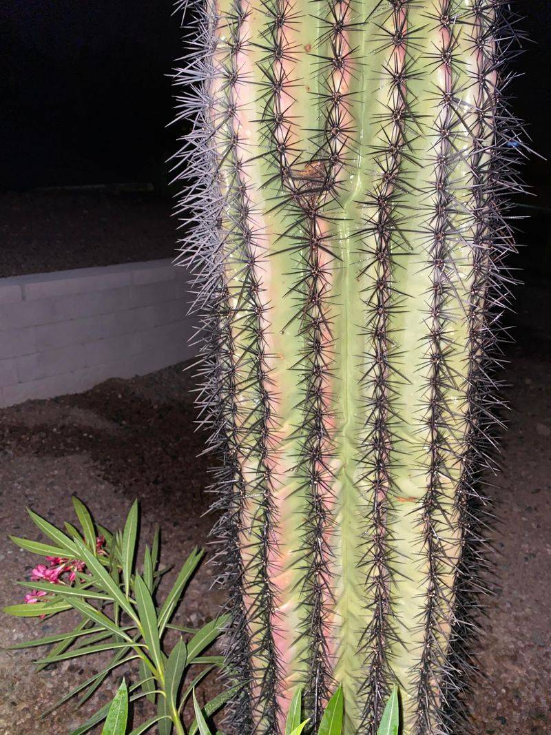 Sunscald Can Affect Saguaros Under Certain Conditions