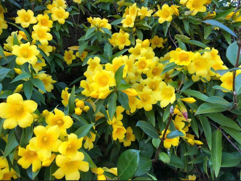 Carolina Jessamine