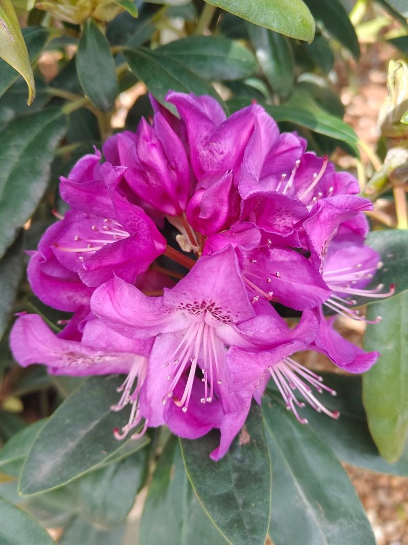 Rhododendron