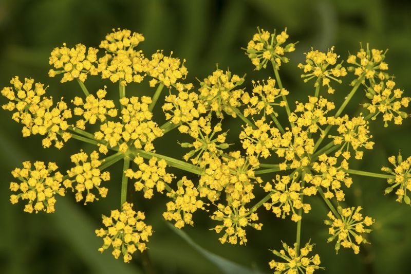 Wild Parsnip Causes Painful Burns In Sunlight