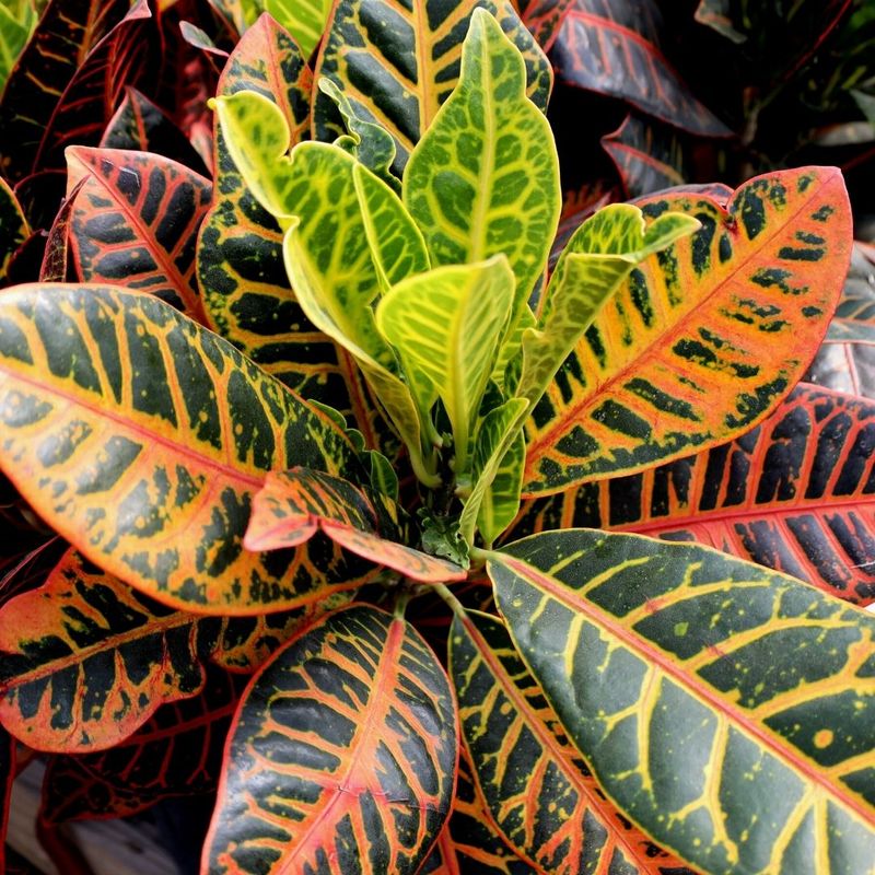Crotons Are Being Swapped For Coontie In Lower Maintenance Landscapes