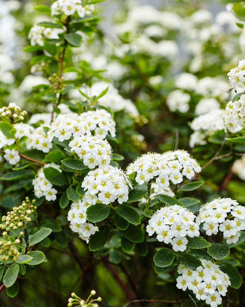 Spirea Produces Consistent Spring Flowers