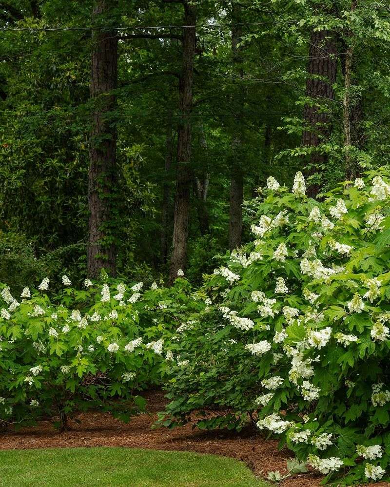 Oakleaf Hydrangea