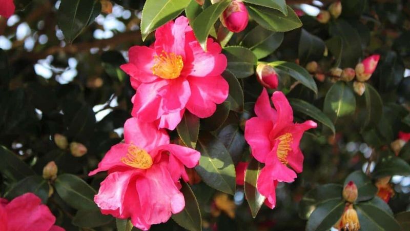 Camellias Respond Well To Spring Nutrients As Growth Picks Up