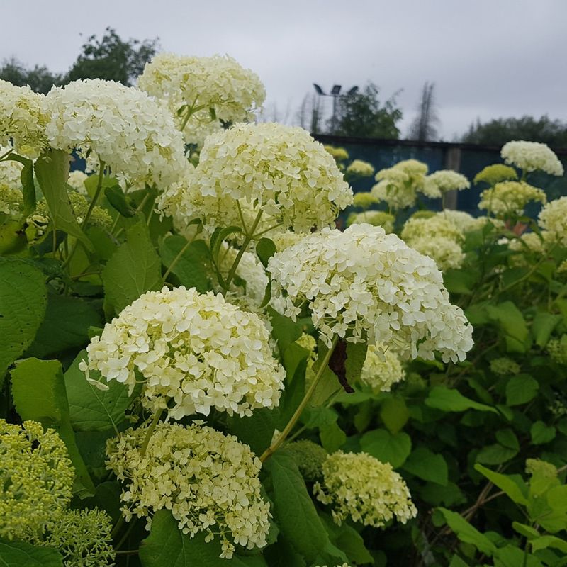 Hydrangeas Respond Well During Early Leaf Growth