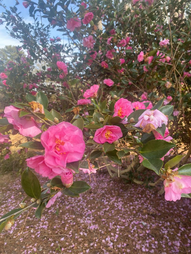 Camellias Respond Well To Improved Soil Structure