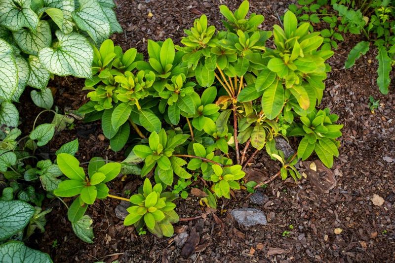 The Root Zone Can Tell You More Than The Flowers Can