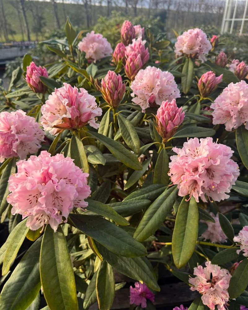 Rhododendrons Losing Strength Without Consistent Moisture
