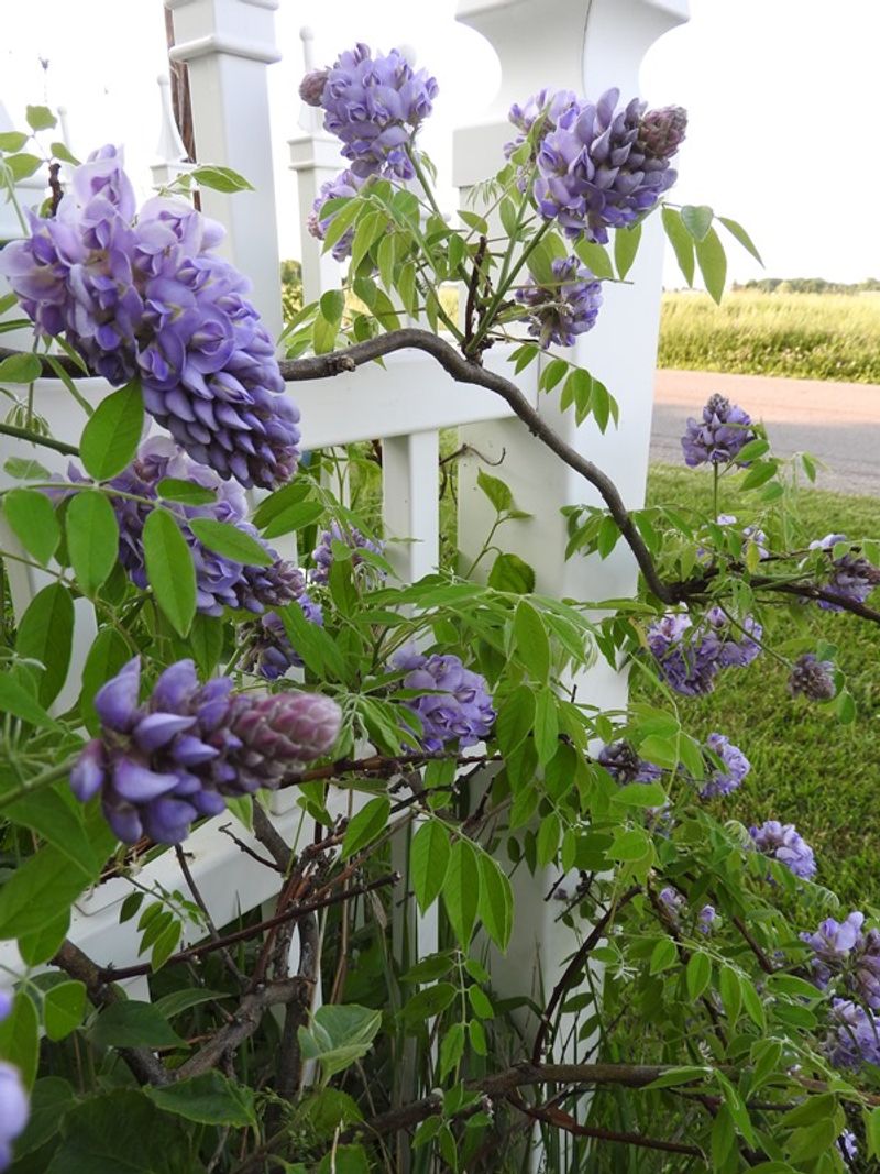 Wisteria Can Be Pruned At A Better Time