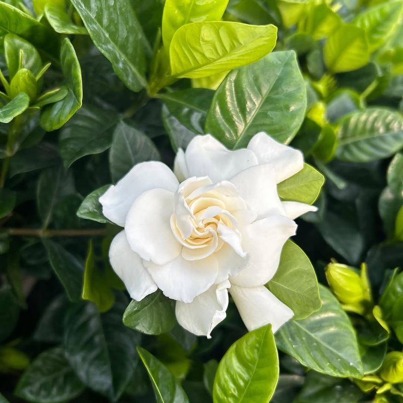 Gardenias Bloom Better When Spring Pruning Waits A Little Longer