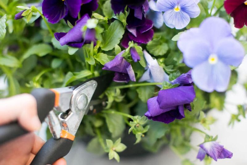 Pansies Thrive With Quick Deadheading
