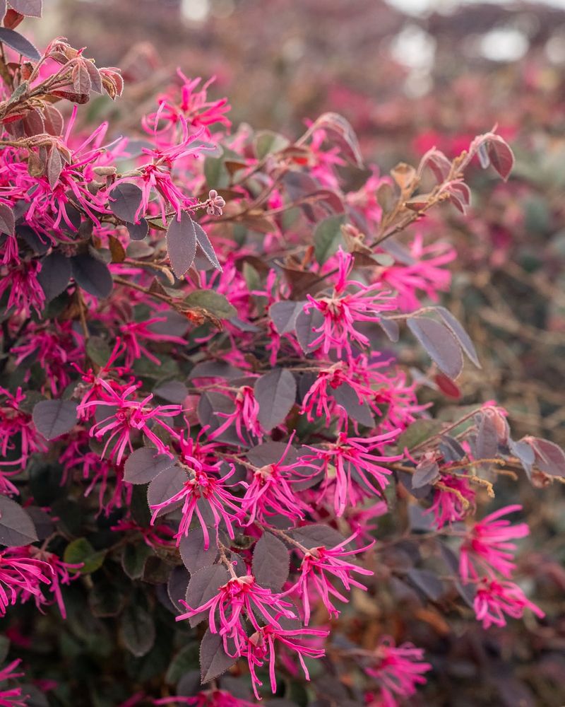 Loropetalum Adds Color When Full Sun Is Hard To Find
