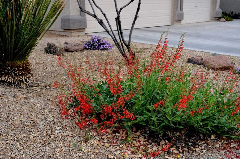 Autumn Sage: Vibrant Blooms For Dry Gardens