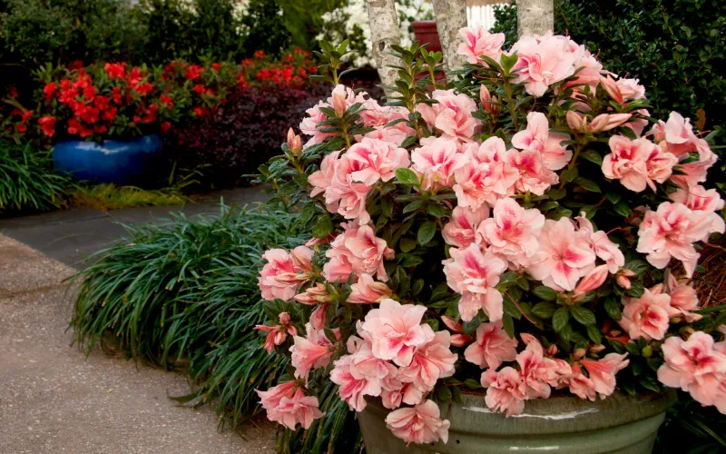 Azaleas Grow Well In Partial Shade