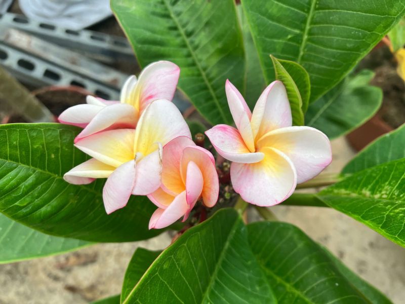 Divine Plumeria Keeps Blooming In Heat With Proper Drainage