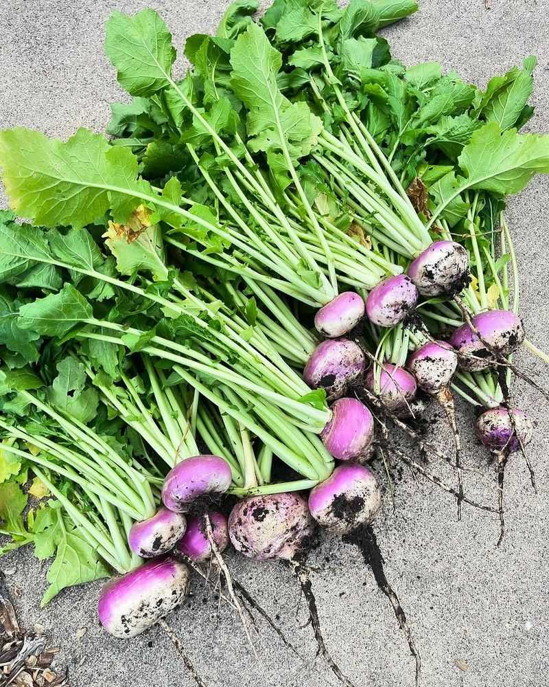 Turnips