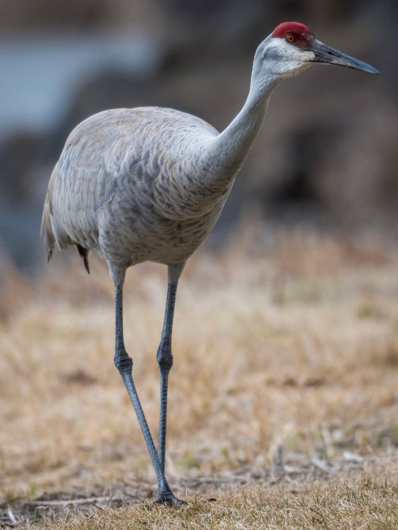 These Birds Carry Strong Federal Protection
